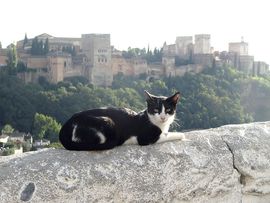 Eine Katze in Granada